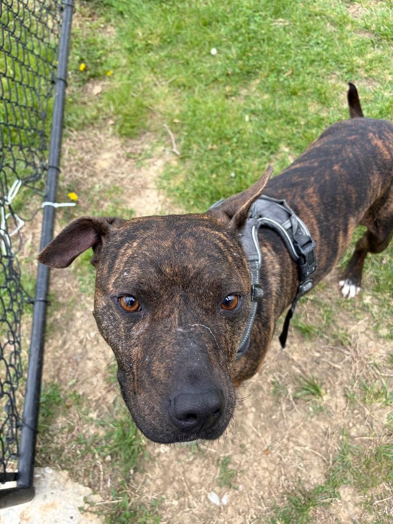 Enlarge Milli, a Adoptable Pit Bull Terrier in Gallatin, TN image 1/3