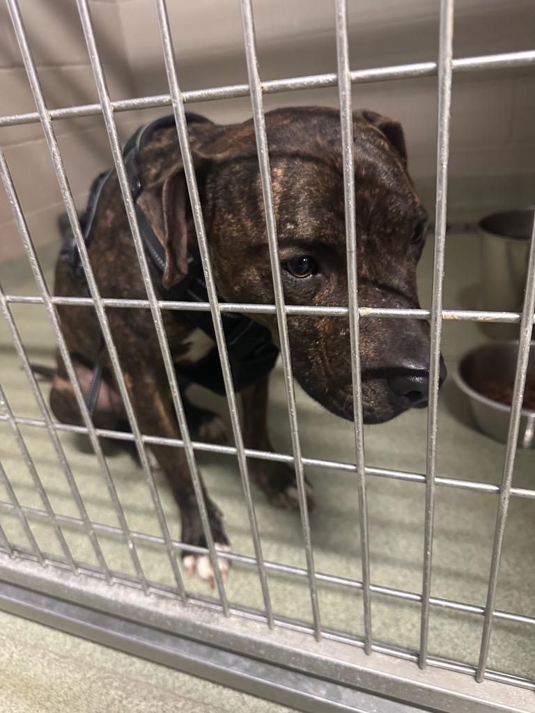 Enlarge Milli, a Adoptable Pit Bull Terrier in Gallatin, TN image 2/3