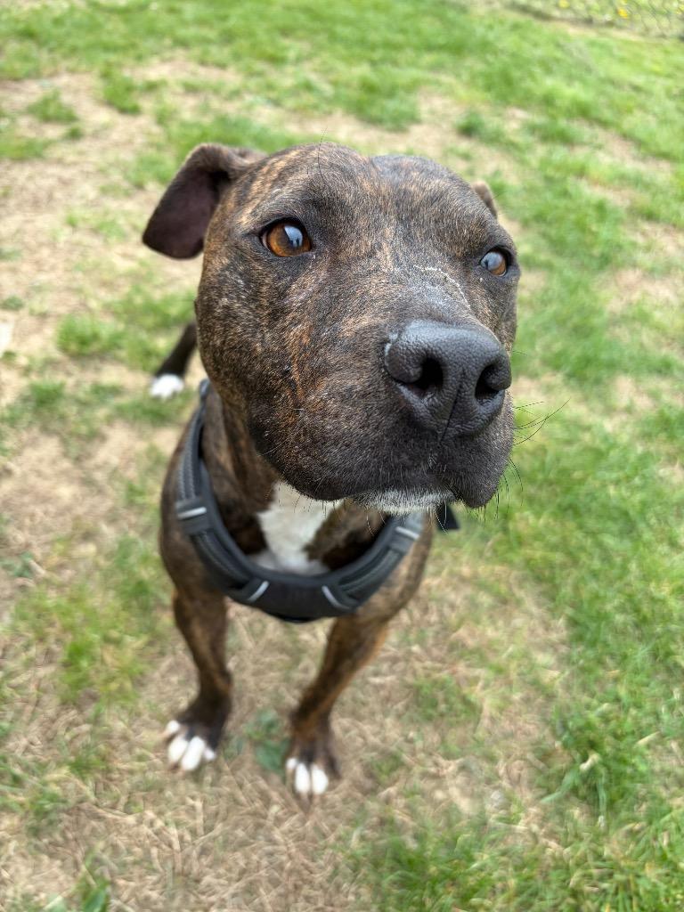 Enlarge Milli, a Adoptable Pit Bull Terrier in Gallatin, TN image 3/3