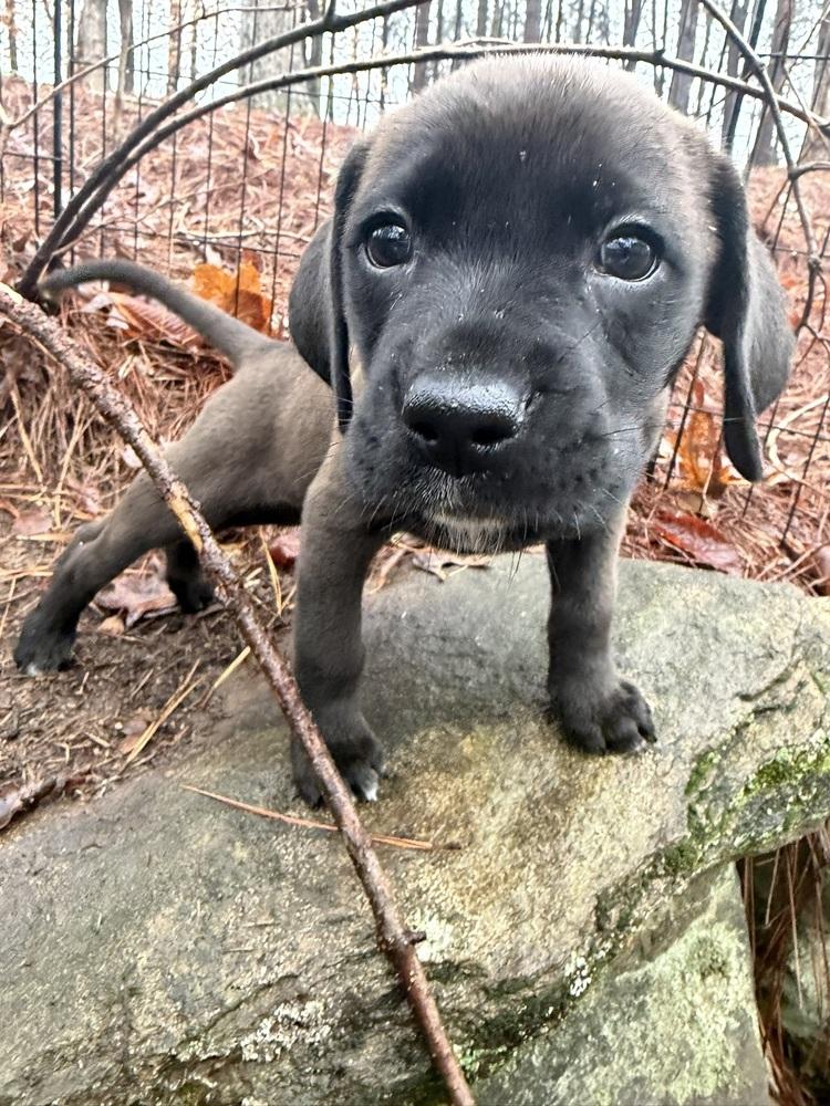 Hope, a Adoptable mixed breed in Hartwell, GA image 1/6
