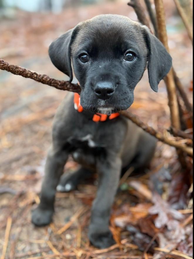 Hope, a Adoptable mixed breed in Hartwell, GA image 2/6