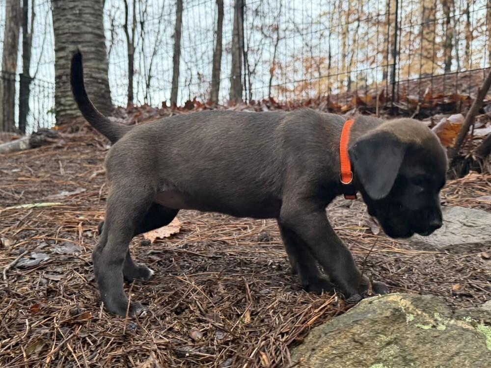 Hope, a Adoptable mixed breed in Hartwell, GA image 3/6