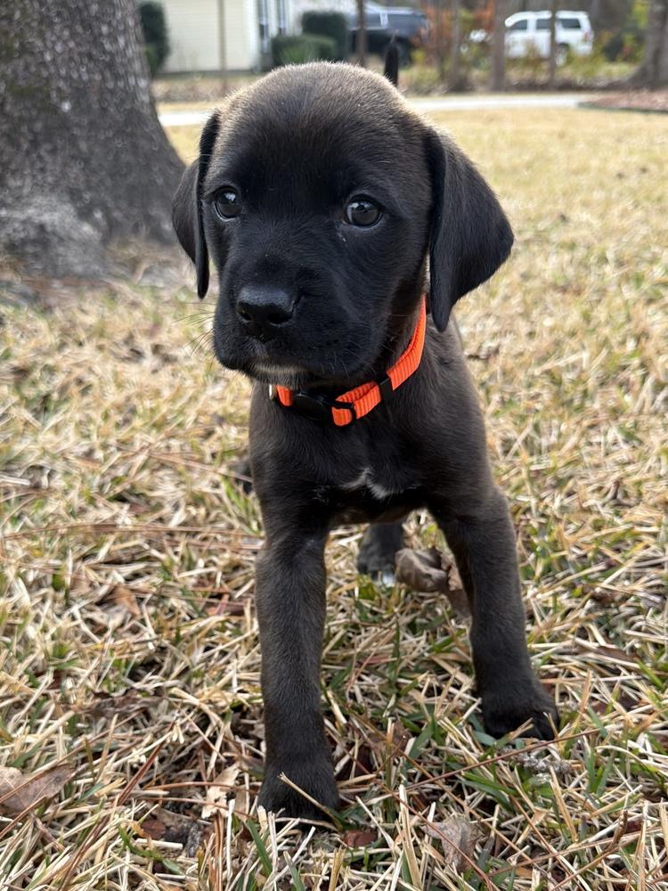 Hope, a Adoptable mixed breed in Hartwell, GA image 4/6
