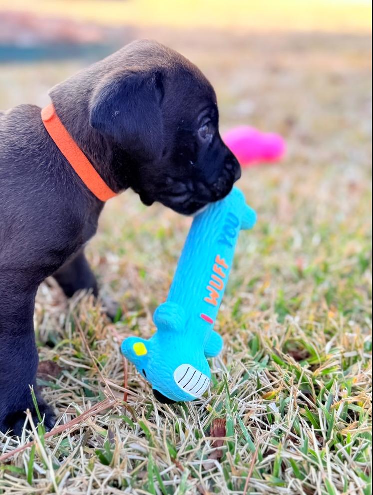 Hope, a Adoptable mixed breed in Hartwell, GA image 6/6