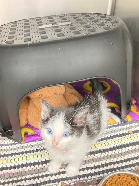 Oreo, Adoptable, Kitten Female Domestic Short Hair.