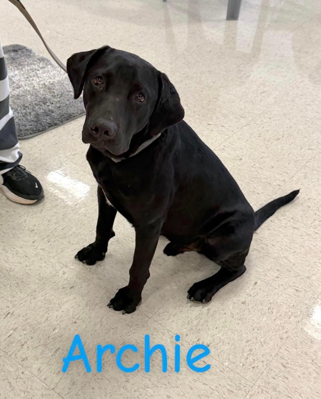 Enlarge Archie , a ADOPTABLE Black Labrador Retriever in South Amboy, NJ image 1/1