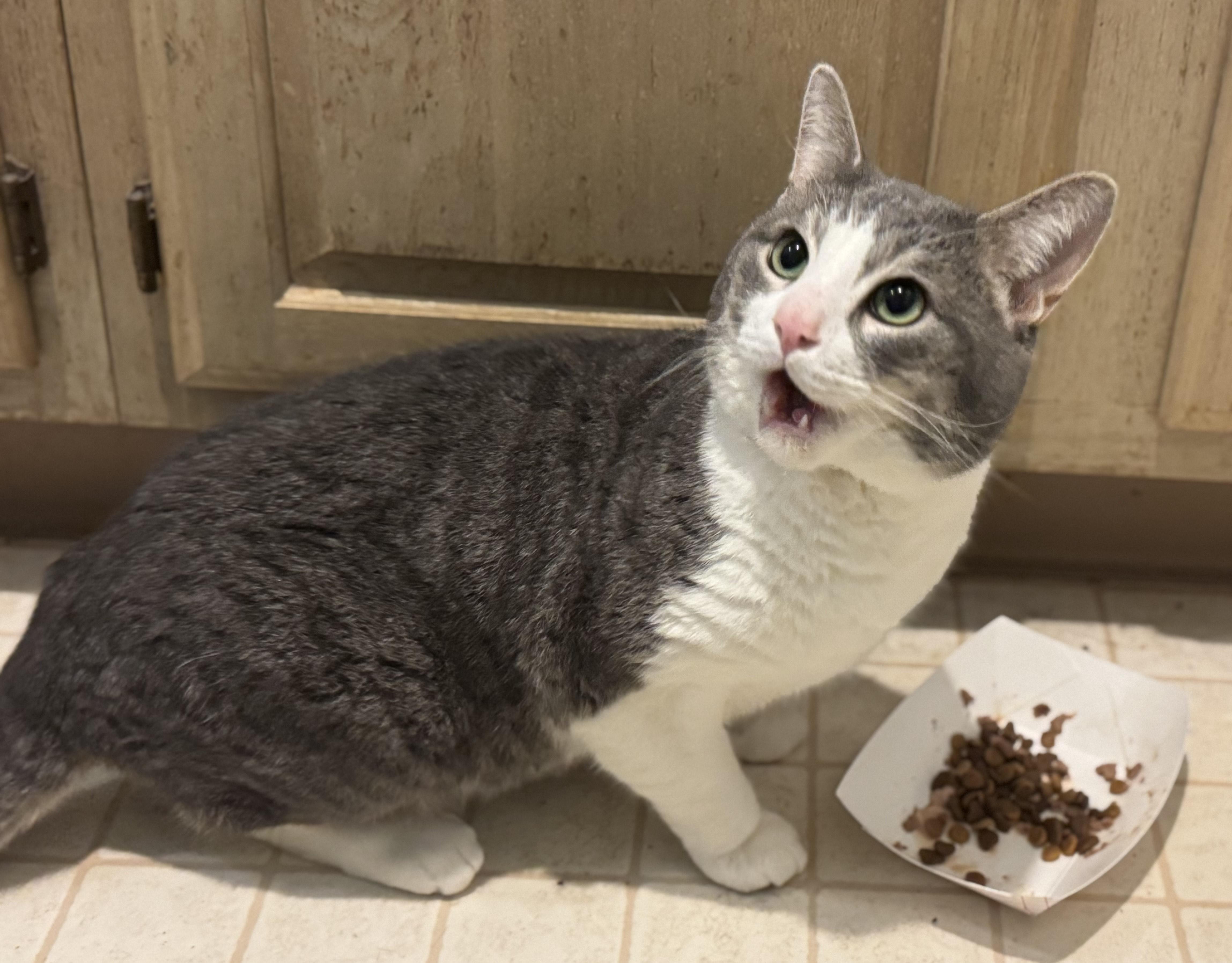 Gigi, a Adoptable Domestic Short Hair in Philadelphia, PA image 2/2