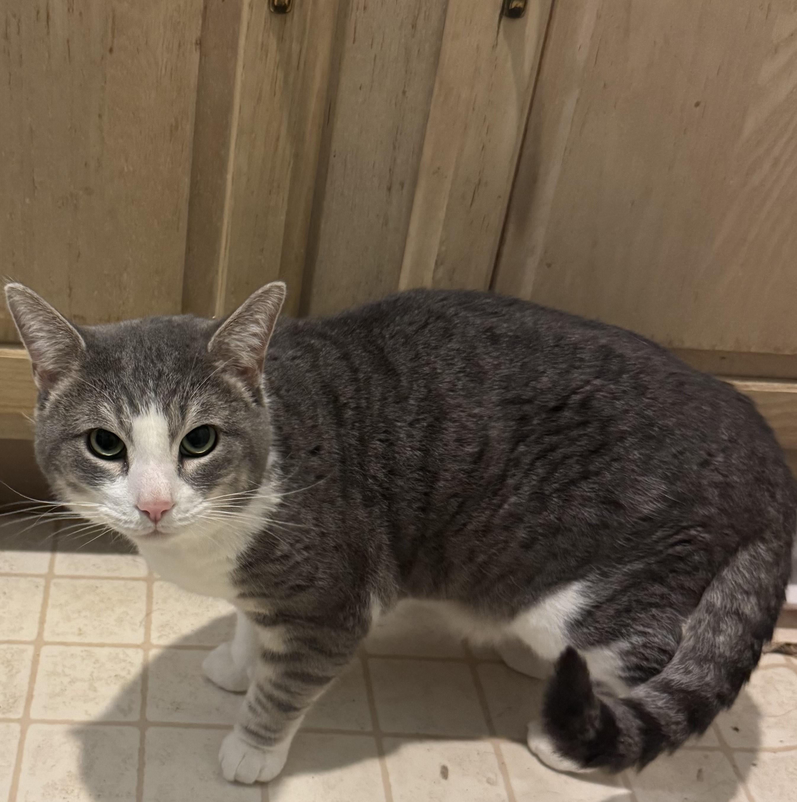 Gigi, a Adoptable Domestic Short Hair in Philadelphia, PA image 1/2