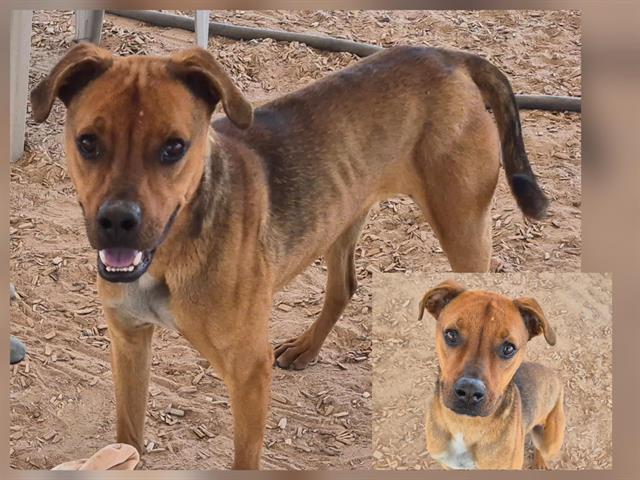CASEY, Adoptable, Young Male Pit Bull Terrier & Mixed Breed.