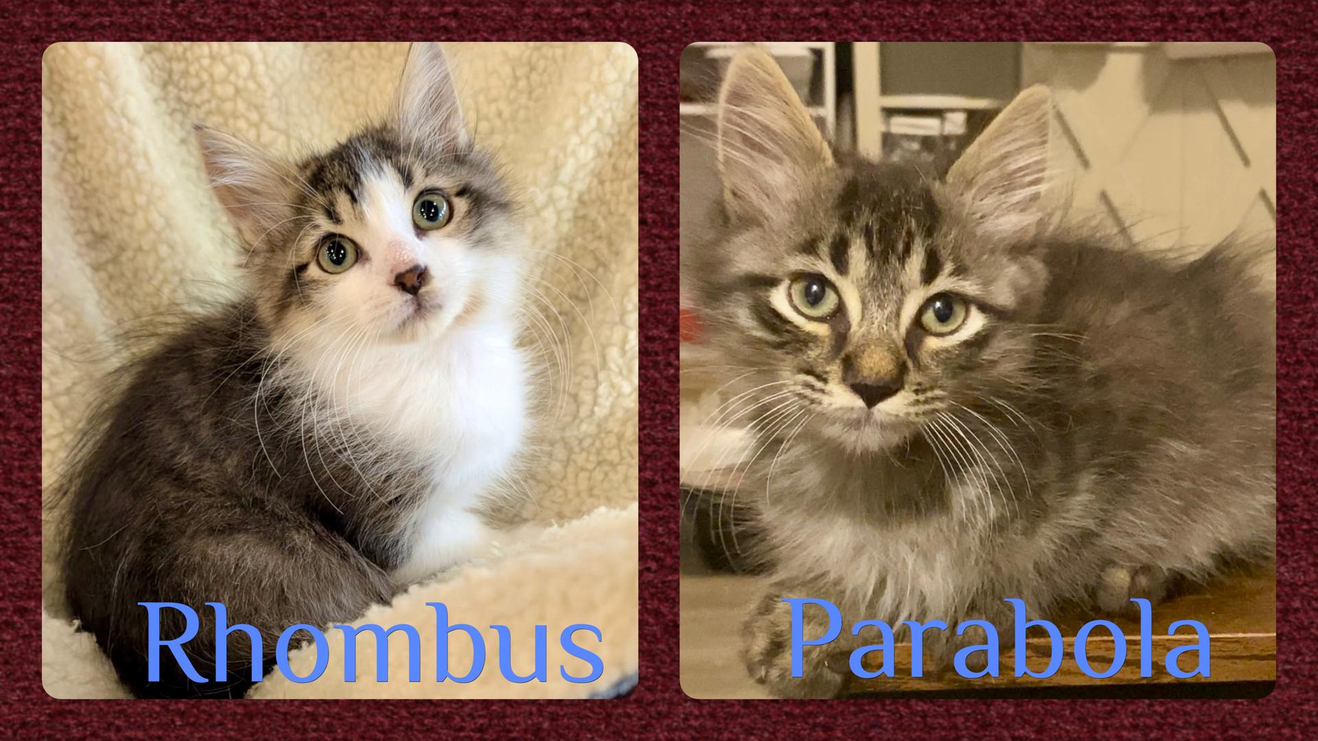 Rhombus and Parabola