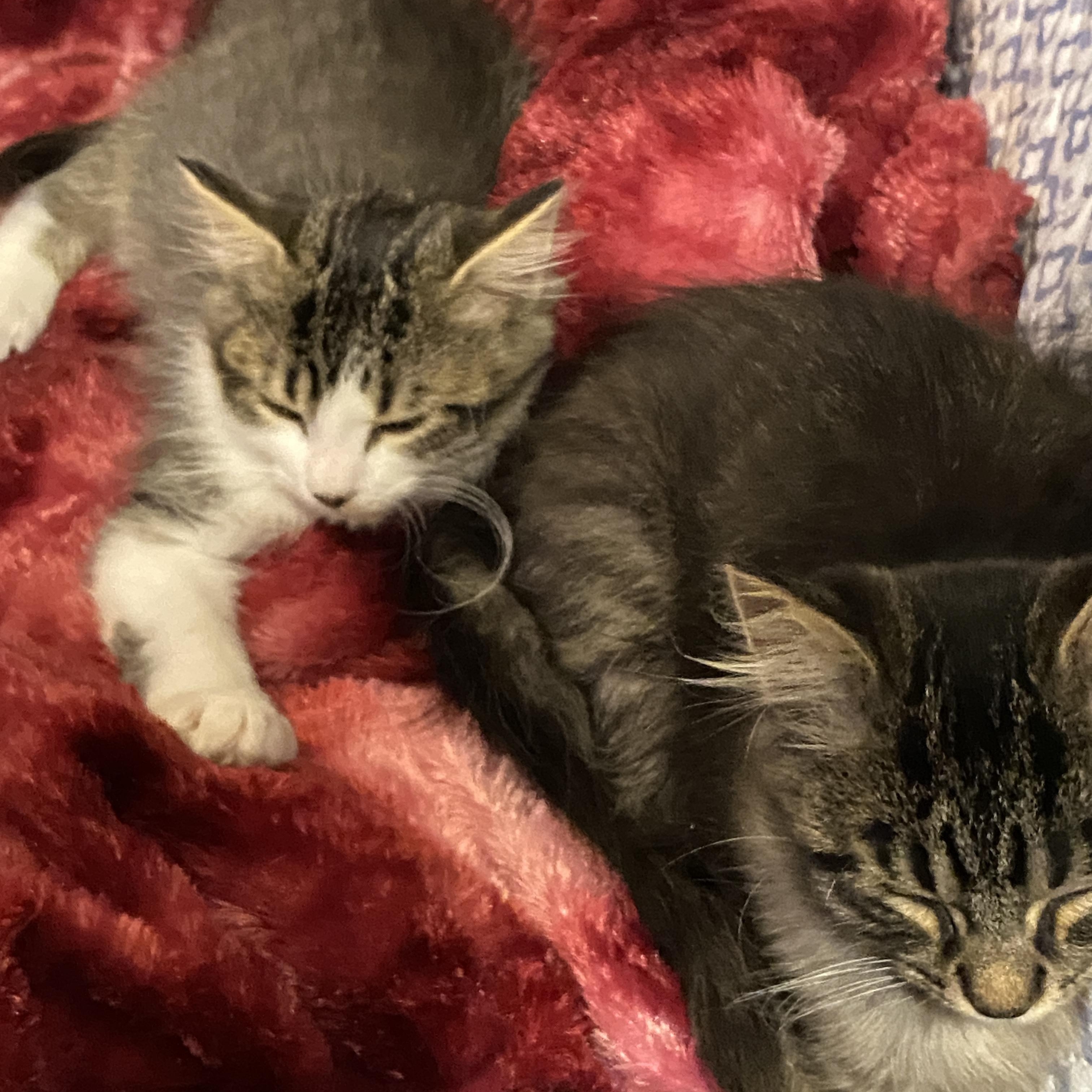 Rhombus and Parabola