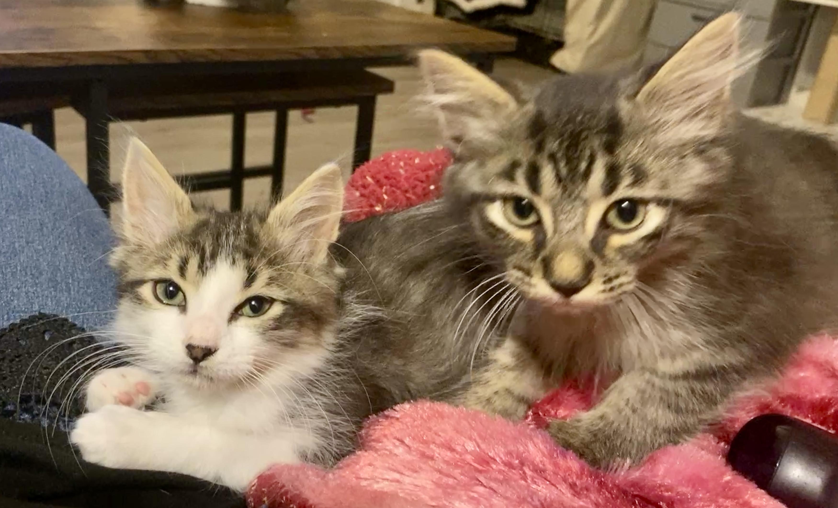 Rhombus and Parabola