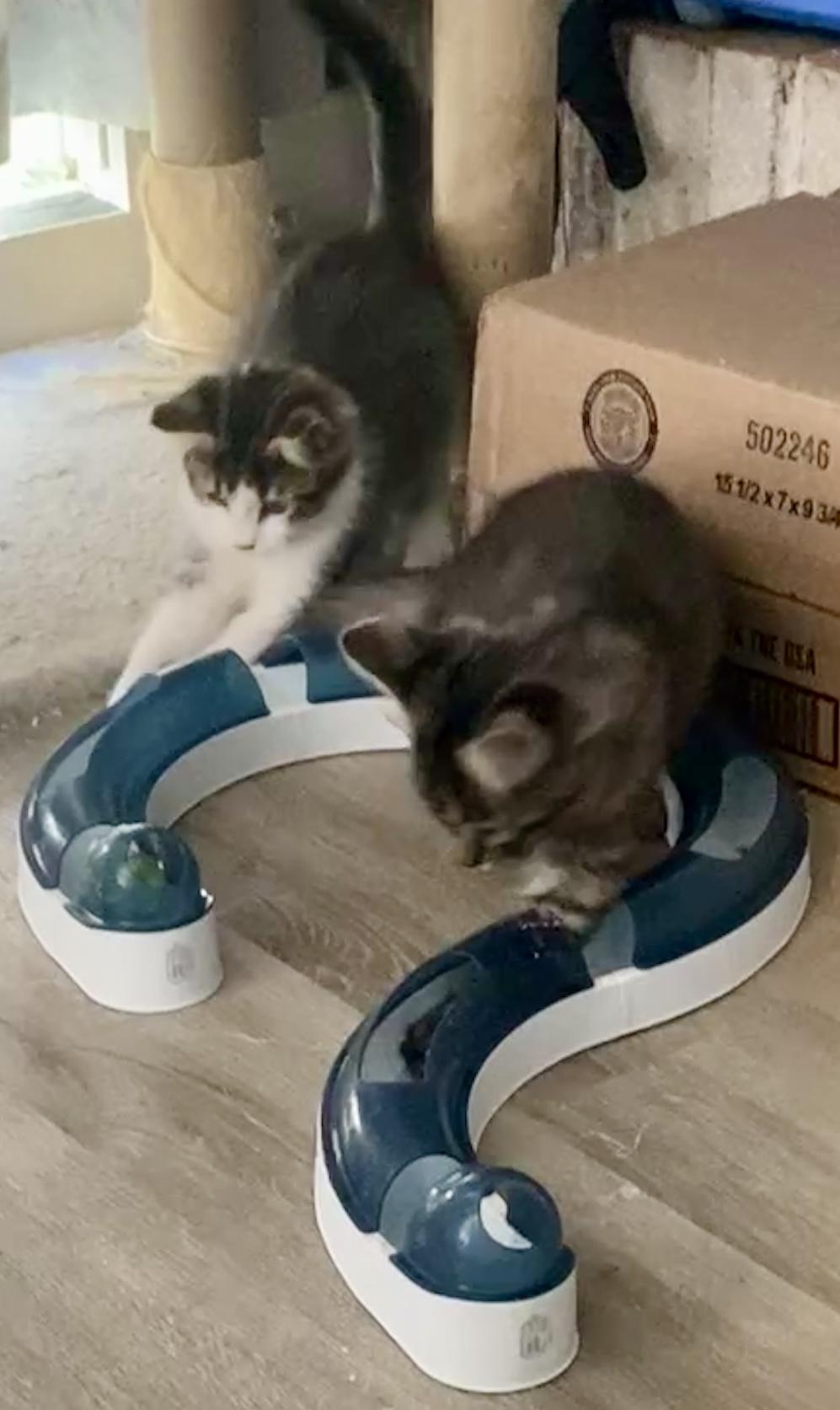 Rhombus and Parabola