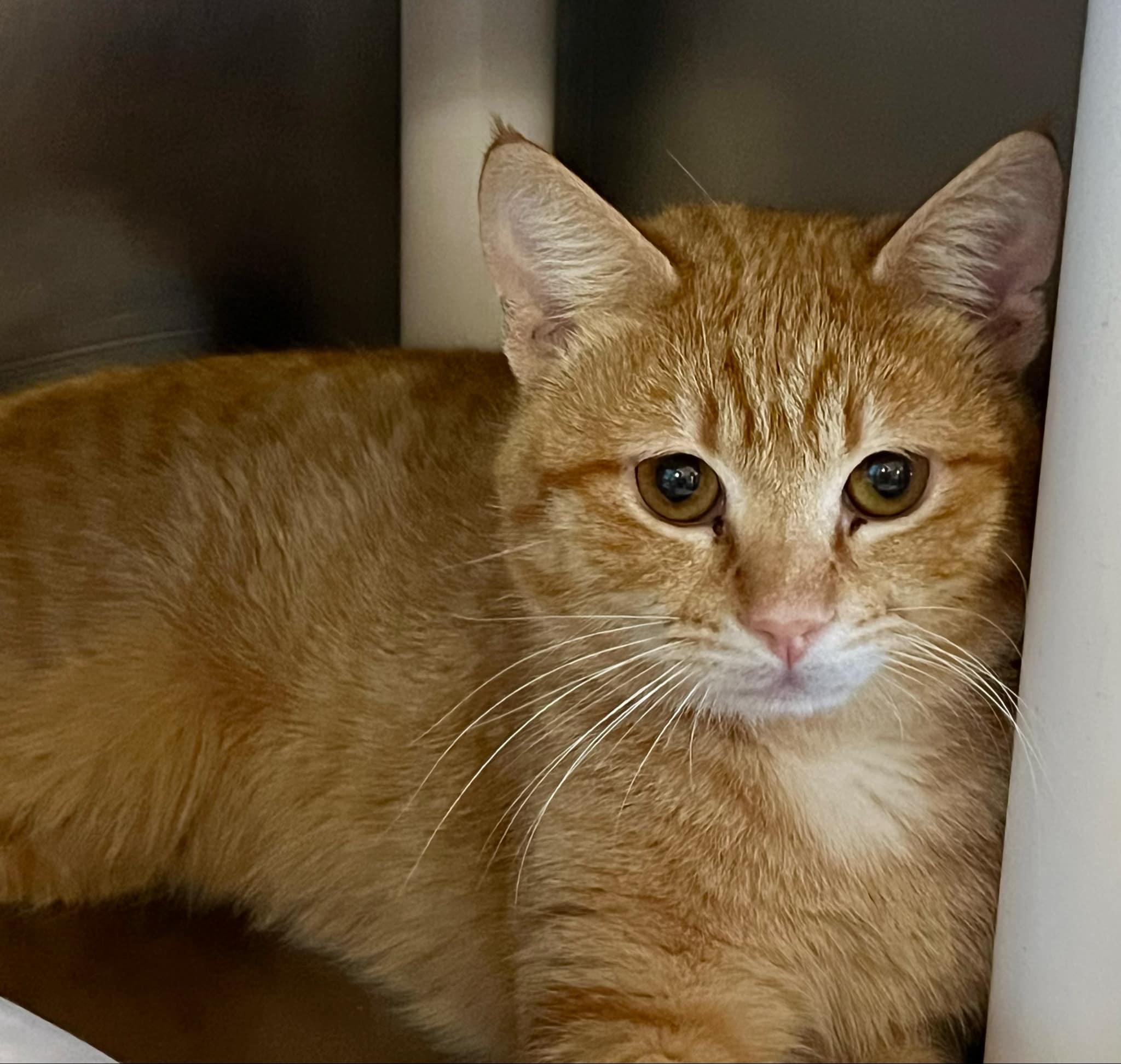 Enlarge Mack & Pedro - bonded siblings, a Adoptable Domestic Short Hair in Myrtle Beach, SC image 1/6