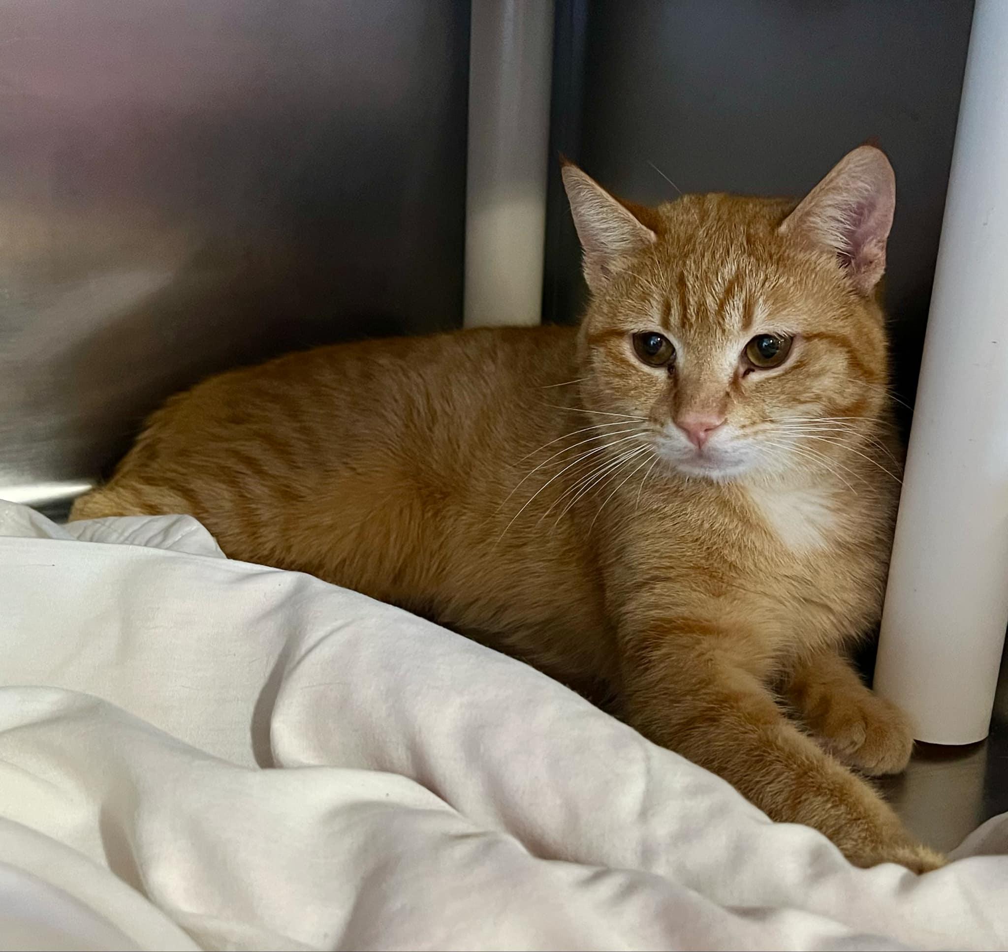 Enlarge Mack & Pedro - bonded siblings, a Adoptable Domestic Short Hair in Myrtle Beach, SC image 3/6