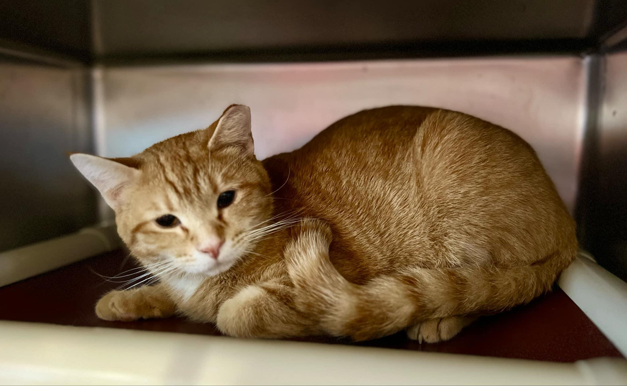 Enlarge Mack & Pedro - bonded siblings, a Adoptable Domestic Short Hair in Myrtle Beach, SC image 4/6