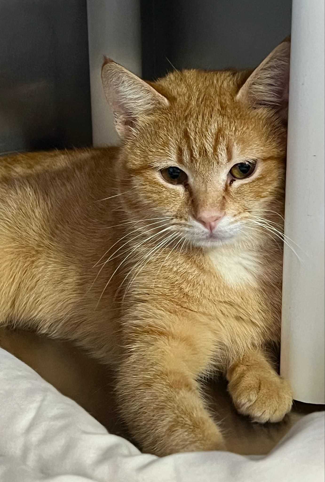 Enlarge Mack & Pedro - bonded siblings, a Adoptable Domestic Short Hair in Myrtle Beach, SC image 6/6