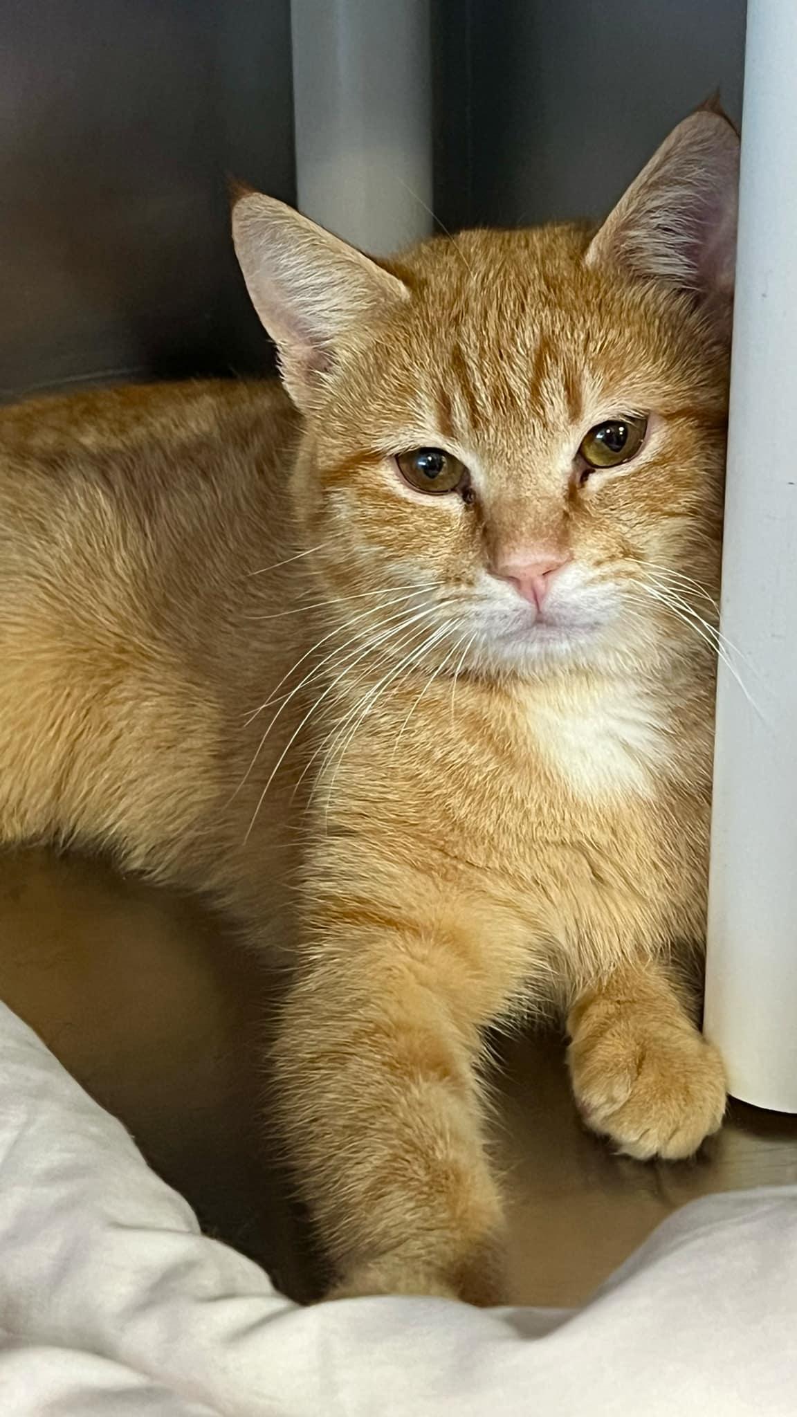 Enlarge Mack & Pedro - bonded siblings, a Adoptable Domestic Short Hair in Myrtle Beach, SC image 5/6