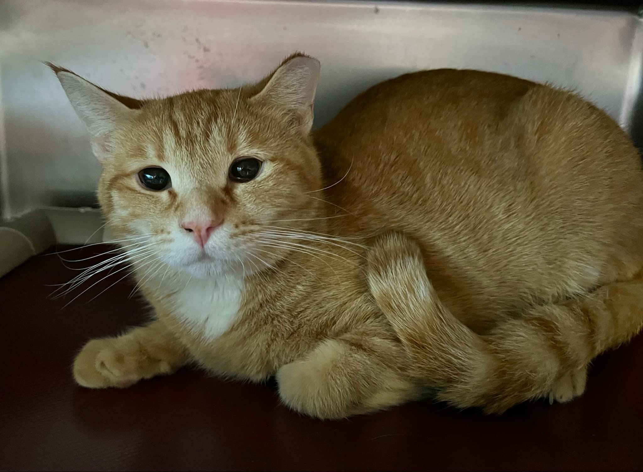 Enlarge Mack & Pedro - bonded siblings, a Adoptable Domestic Short Hair in Myrtle Beach, SC image 2/6
