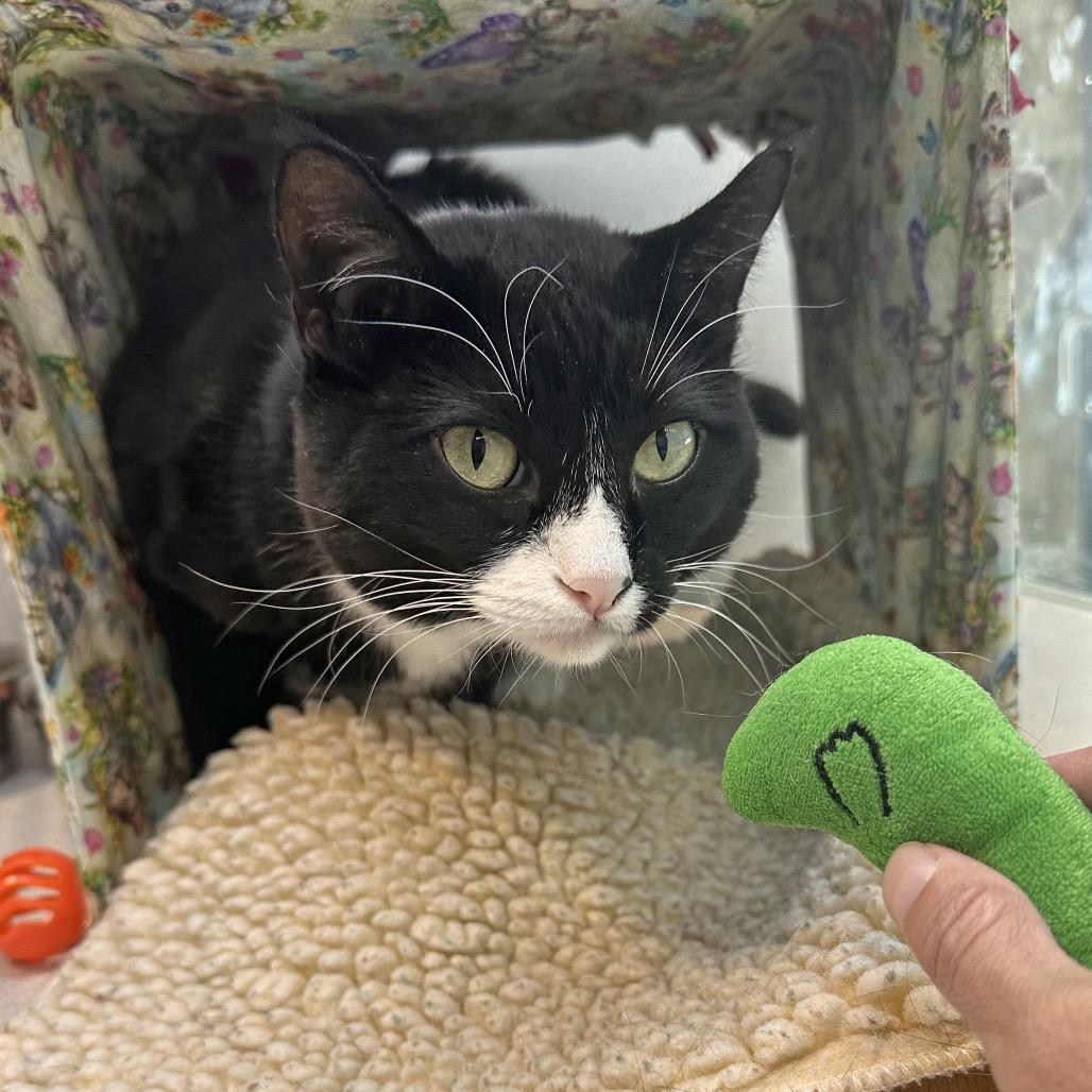 Maria, Adoptable, Adult Female Domestic Short Hair.