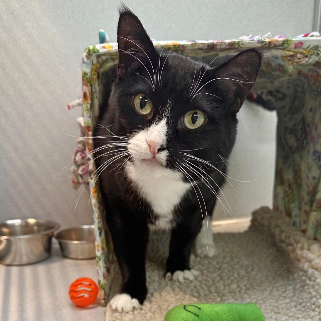 Enlarge Maria, a Adoptable Domestic Short Hair in Hailey, ID image 2/4