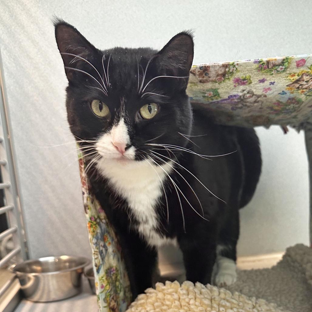 Enlarge Maria, a Adoptable Domestic Short Hair in Hailey, ID image 3/4