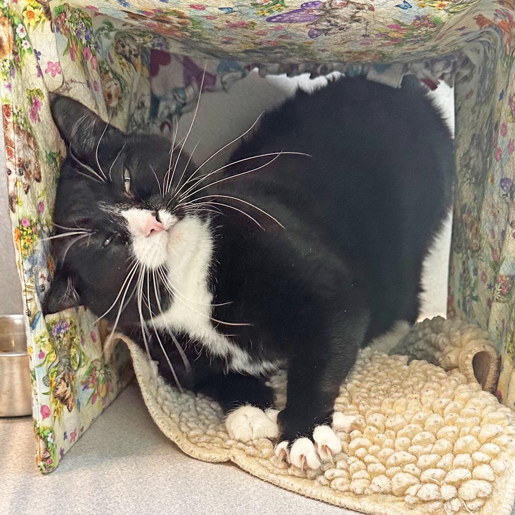 Enlarge Maria, a Adoptable Domestic Short Hair in Hailey, ID image 4/4