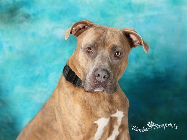 DASHER, Adoptable, Young Male Boxer & Mixed Breed.