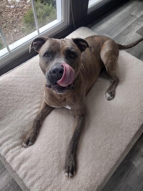 Enlarge DASHER, a Adoptable mixed breed in Omaha, NE image 1/1