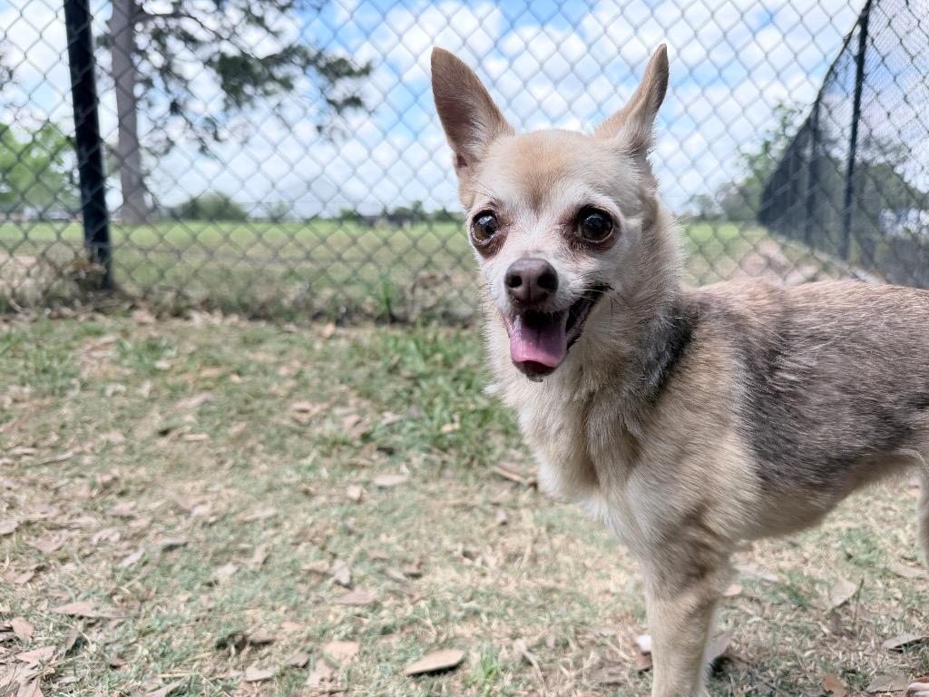 Appletini, Adoptable, Senior Female Chihuahua.