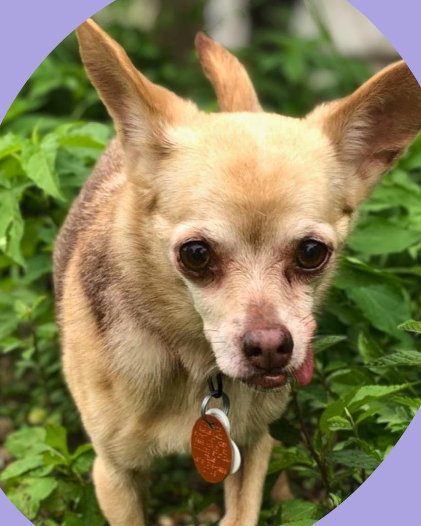 Enlarge Appletini, a Adoptable Chihuahua in Bryan, TX image 2/4