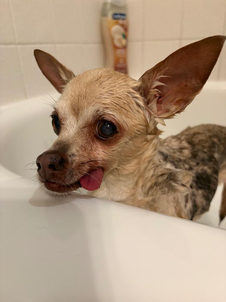 Enlarge Appletini, a Adoptable Chihuahua in Bryan, TX image 3/4