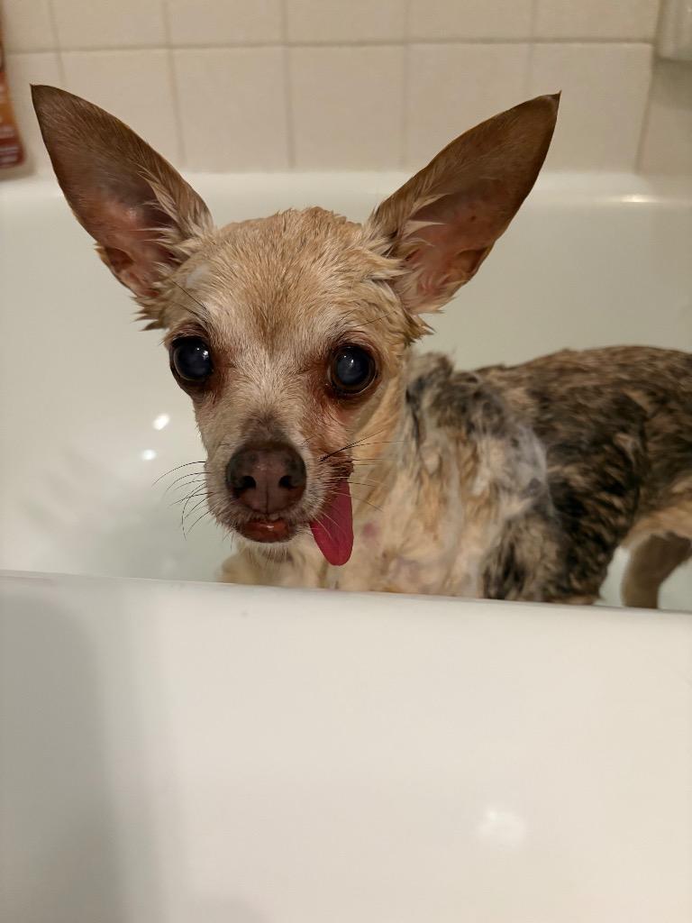 Enlarge Appletini, a Adoptable Chihuahua in Bryan, TX image 4/4