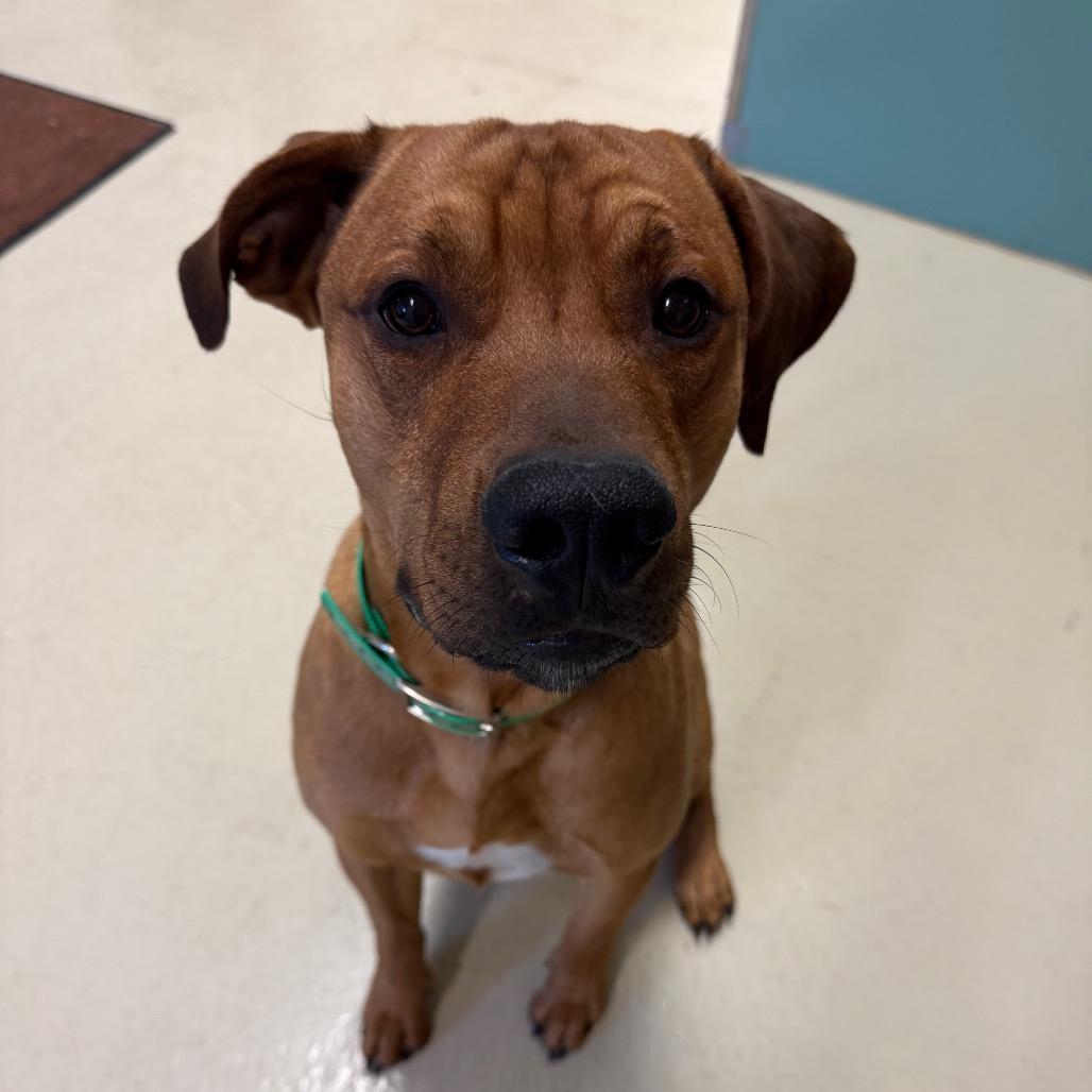 Enlarge Copper, a Adoptable Mixed Breed in International Falls, MN image 1/3
