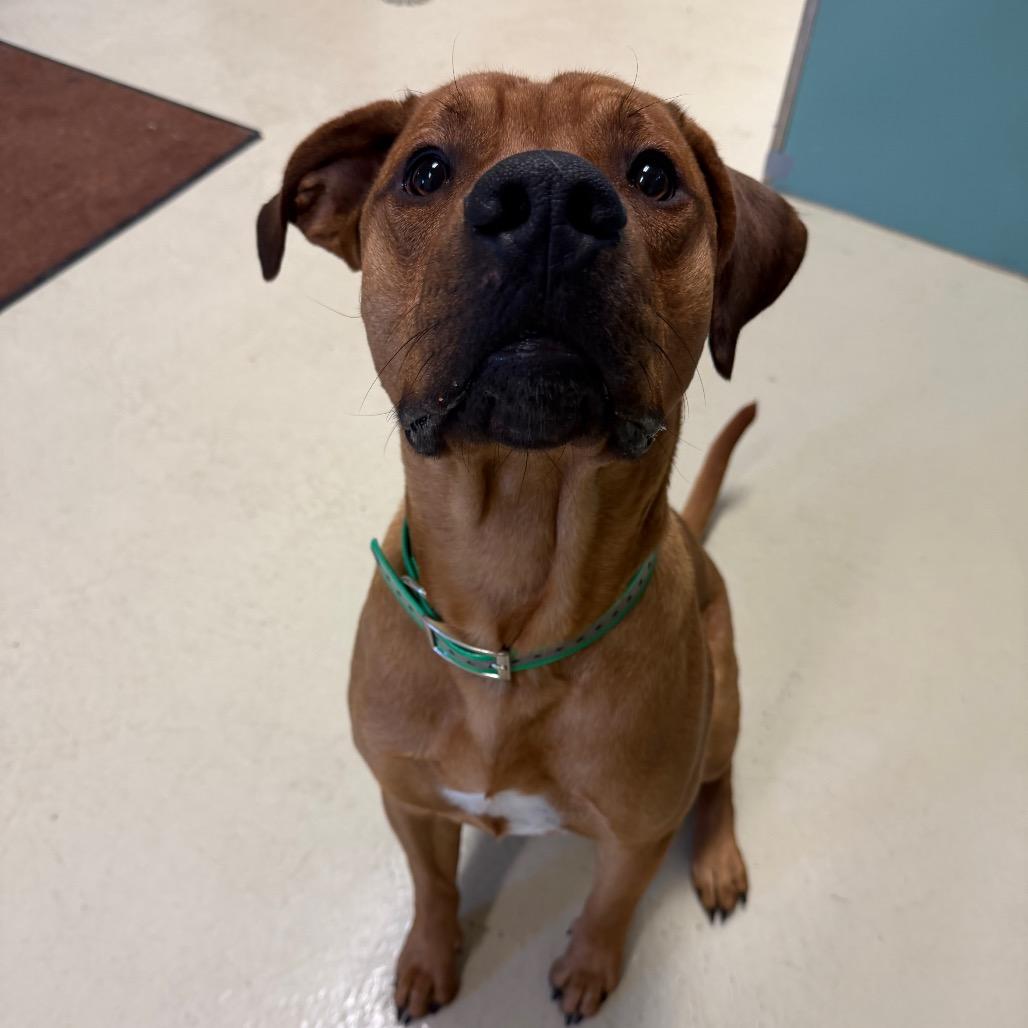 Enlarge Copper, a Adoptable Mixed Breed in International Falls, MN image 2/3