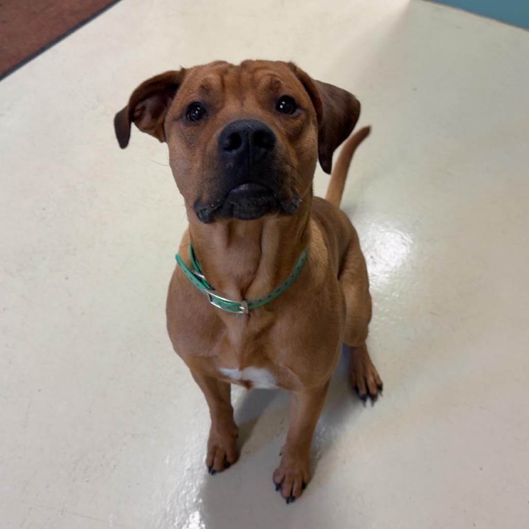 Enlarge Copper, a Adoptable Mixed Breed in International Falls, MN image 3/3