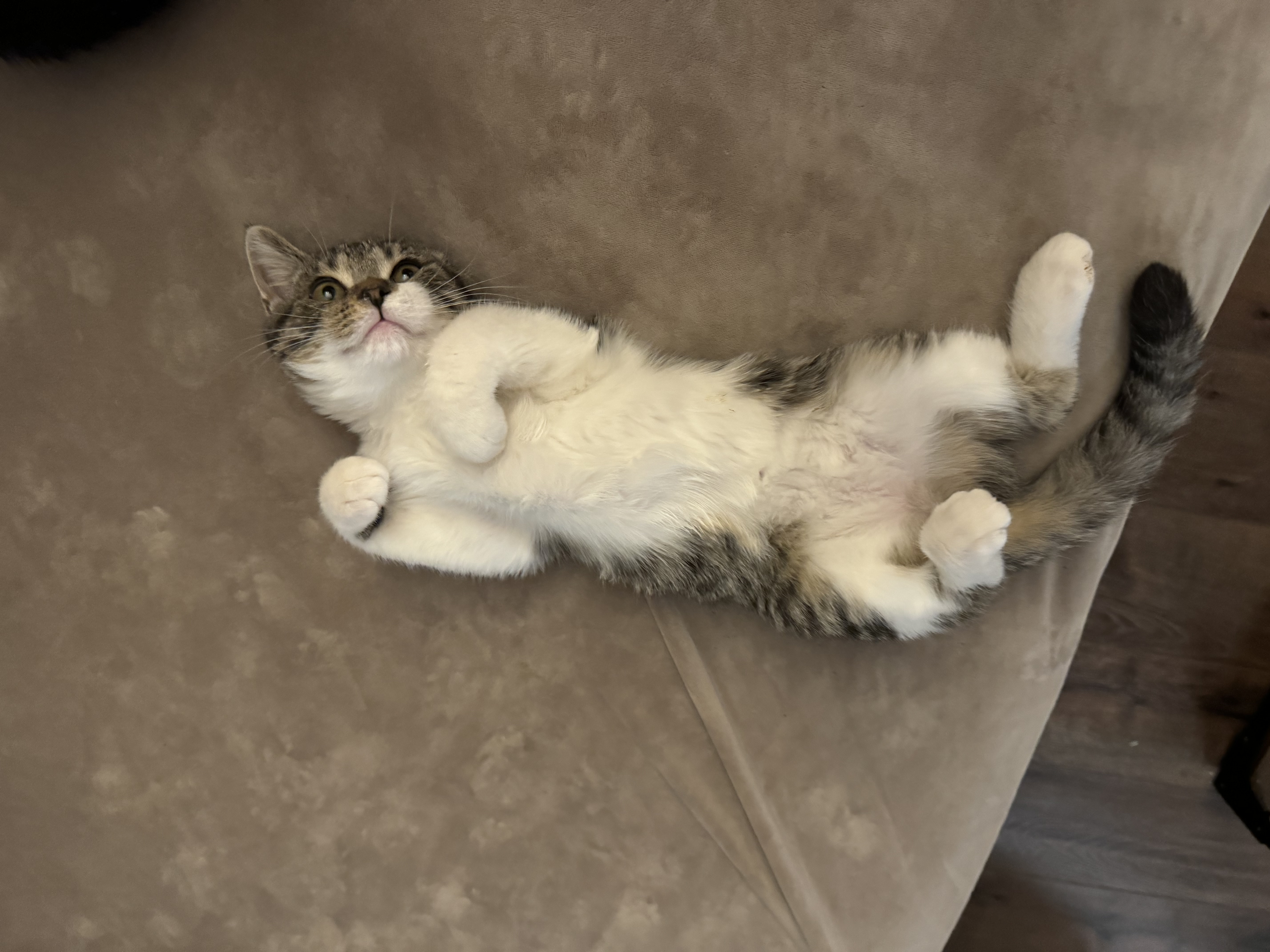 Enlarge Abraham Lincoln, a Adopted Domestic Short Hair in Mechanicsville, MD image 3/5