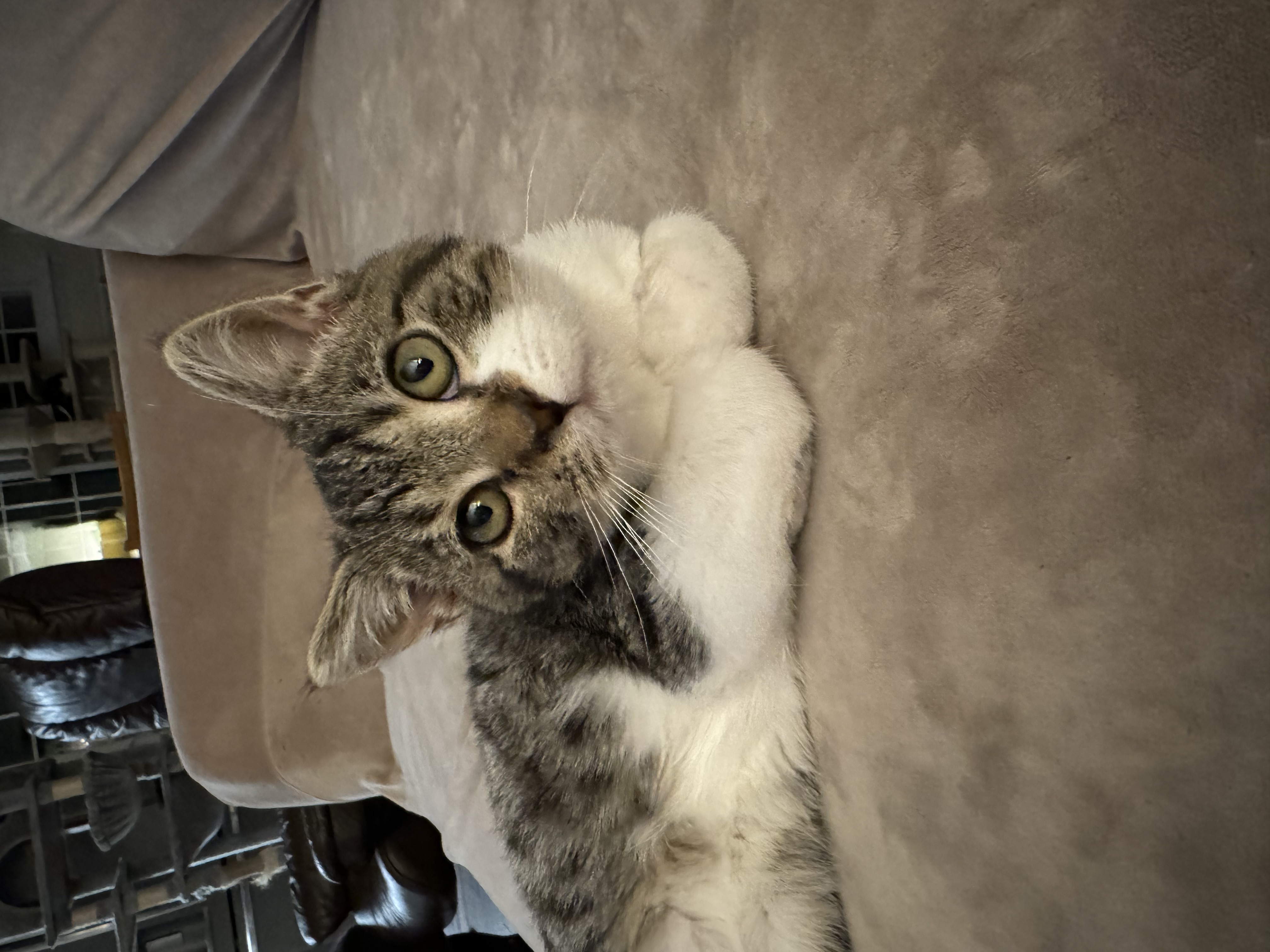 Enlarge Abraham Lincoln, a Adopted Domestic Short Hair in Mechanicsville, MD image 1/5