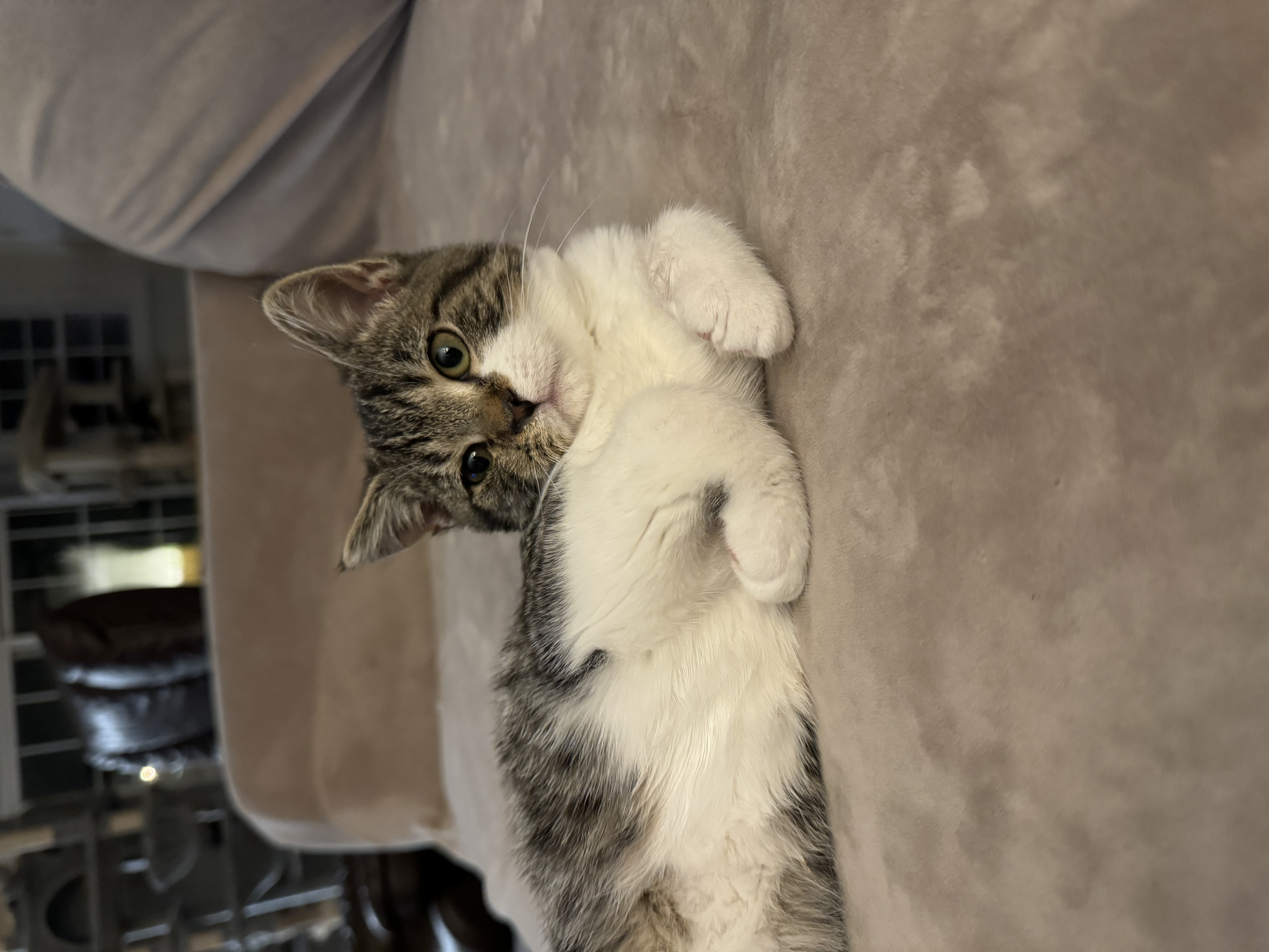 Enlarge Abraham Lincoln, a Adopted Domestic Short Hair in Mechanicsville, MD image 4/5