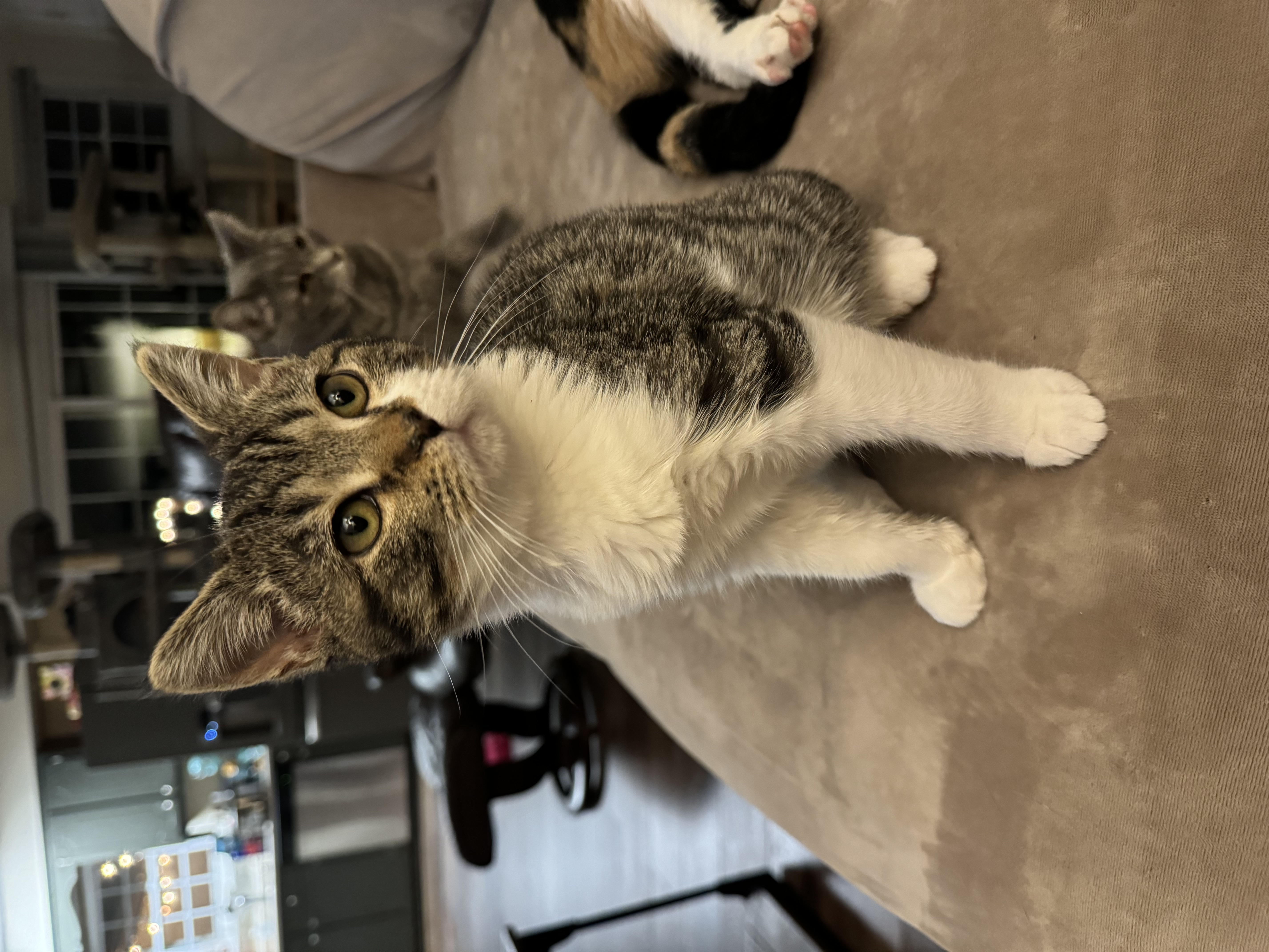 Enlarge Abraham Lincoln, a Adopted Domestic Short Hair in Mechanicsville, MD image 2/5