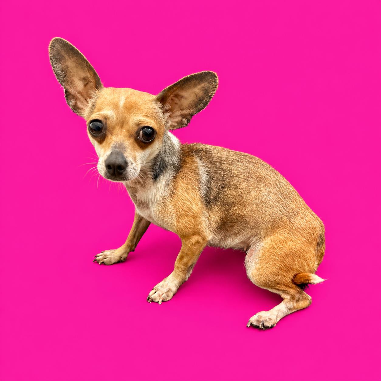 Enlarge 9 MONTHS 4 POUNDS!!, a ADOPTABLE Chihuahua in Northwood, OH image 1/1