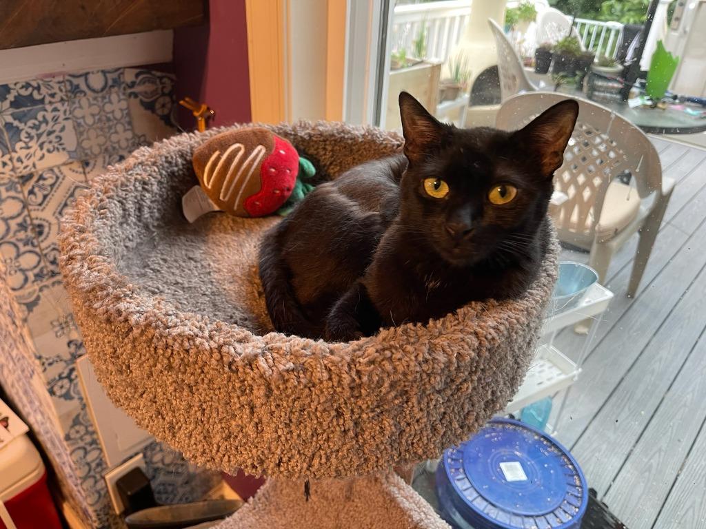 Muppet, Adoptable, Adult Female Domestic Short Hair.