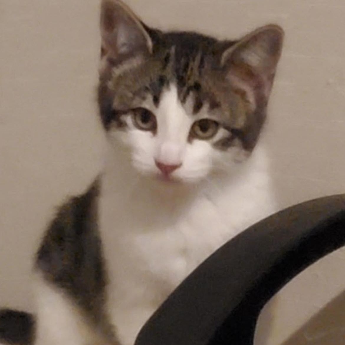 Enlarge SHY SHILOH & DUMPLING *** BONDED PAIR***, a Adopted mixed breed in Austin, TX image 2/3