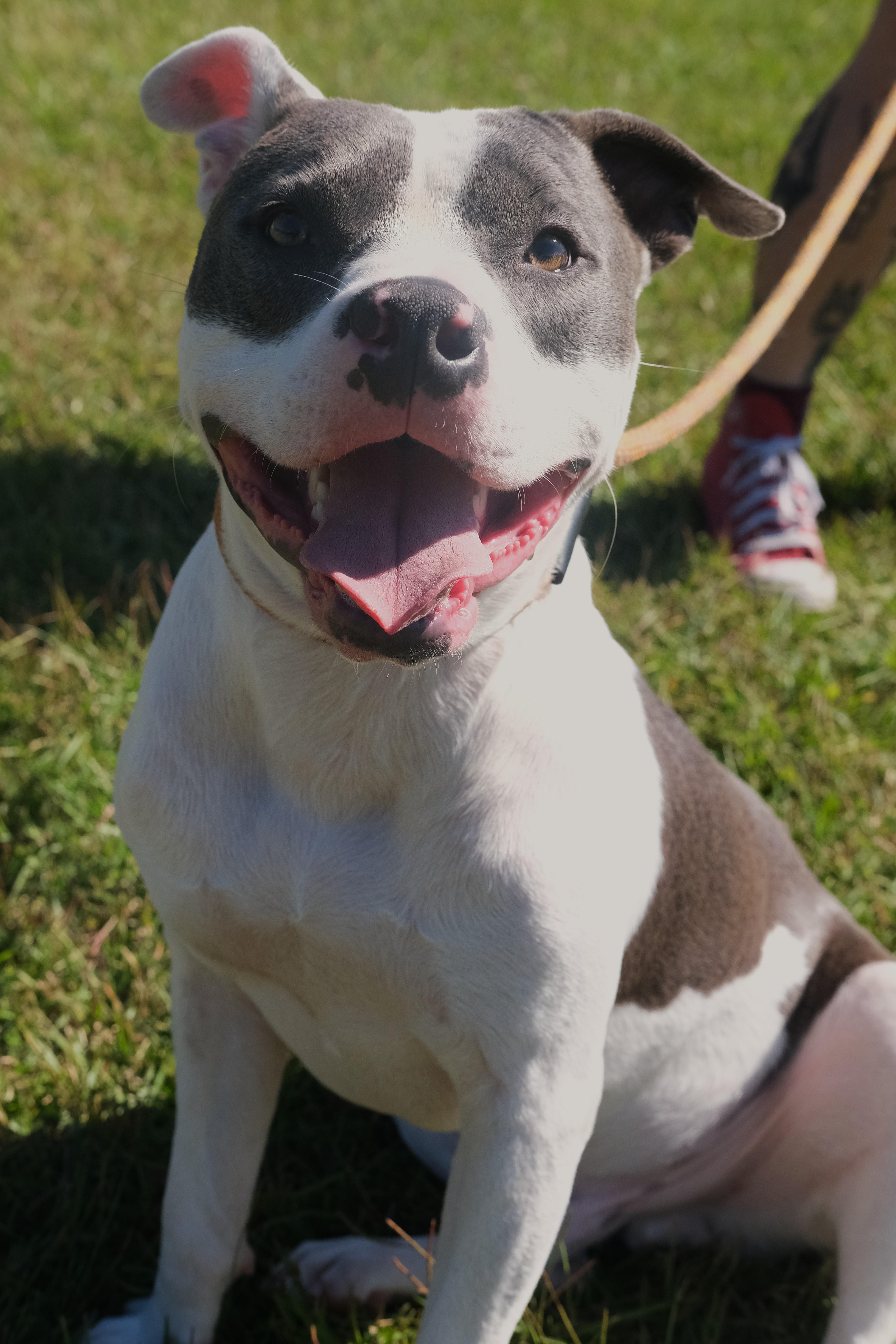 Enlarge Jones, a Adoptable mixed breed in Winnabow, NC image 1/5