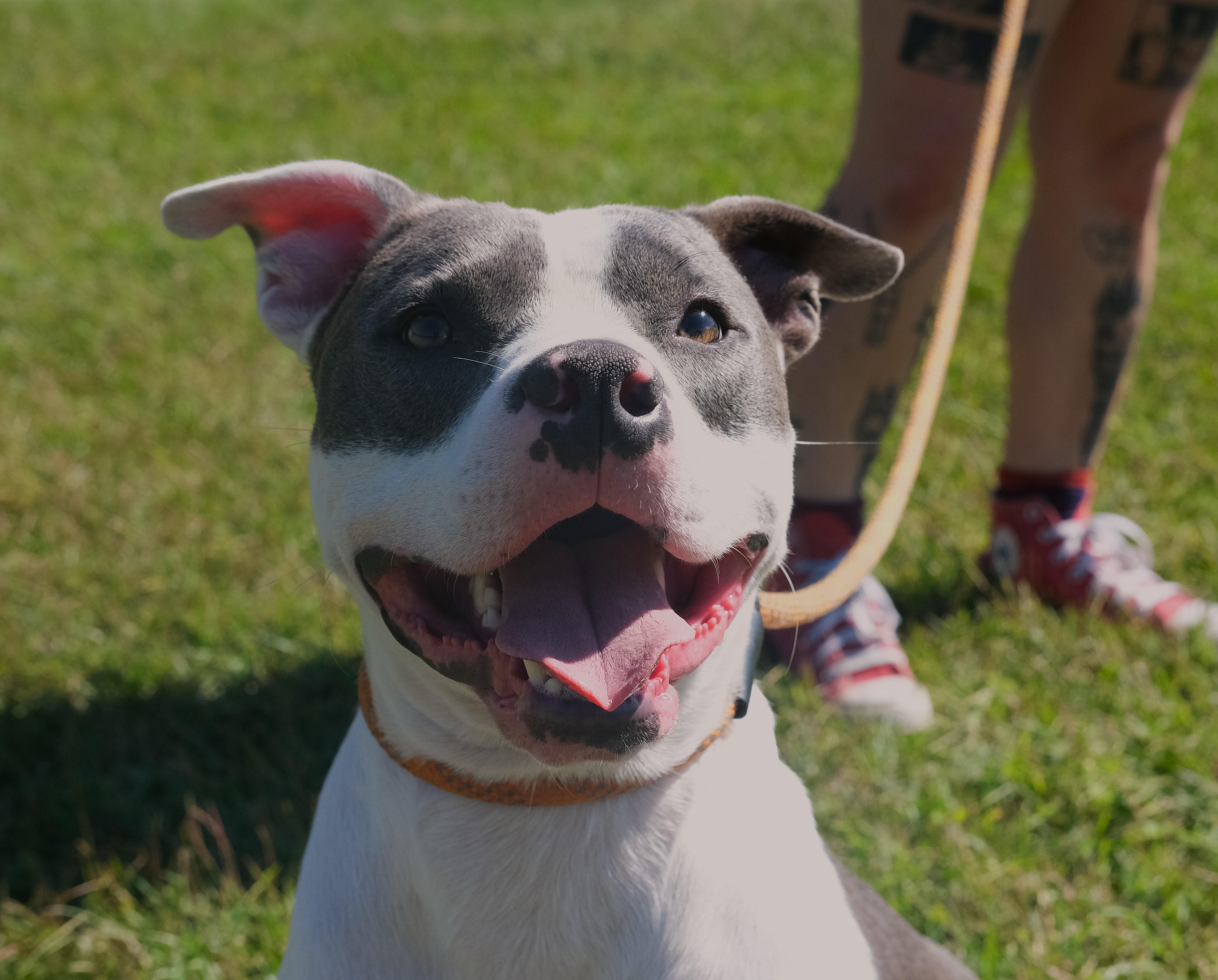 Enlarge Jones, a Adoptable mixed breed in Winnabow, NC image 2/5