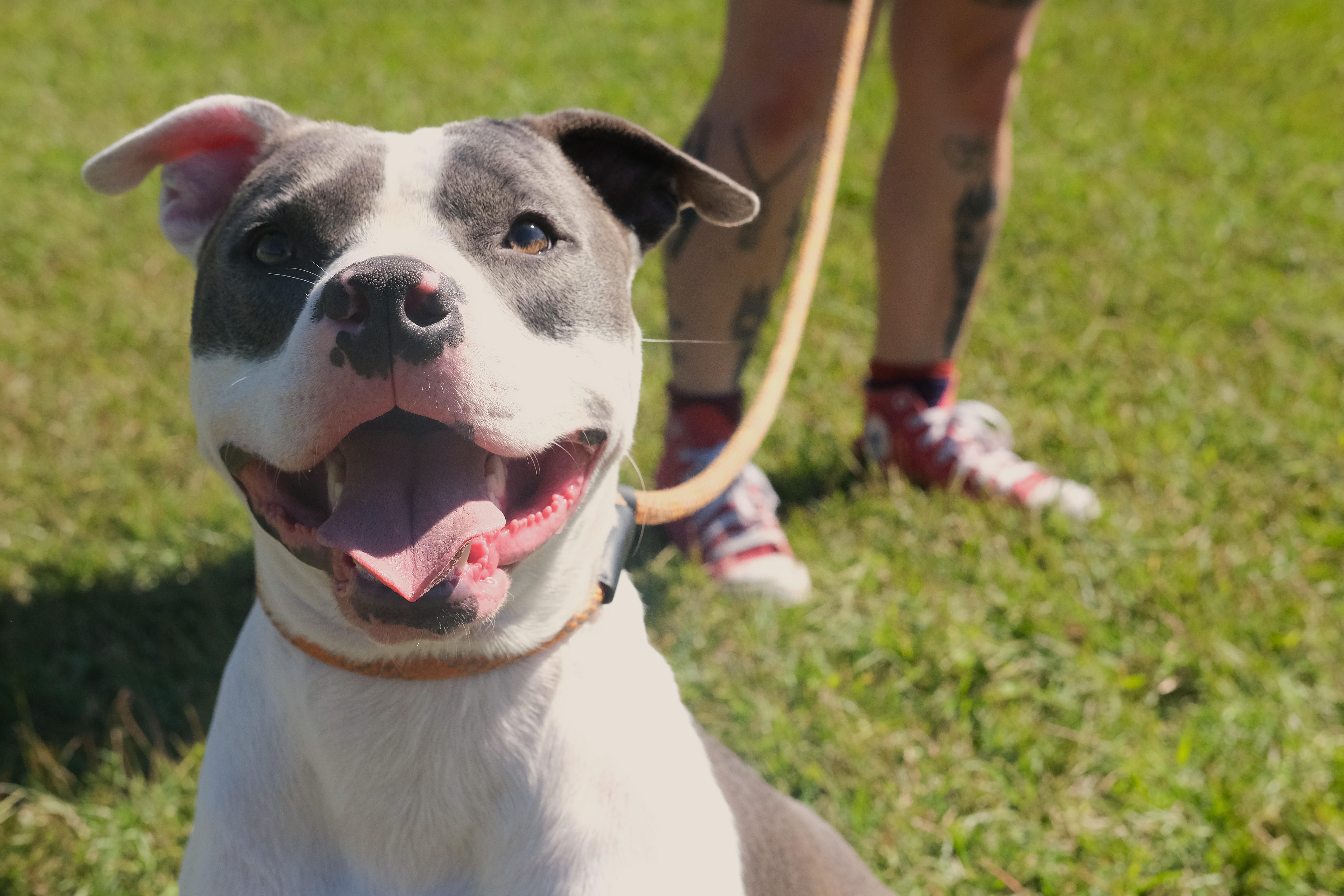Enlarge Jones, a Adoptable mixed breed in Winnabow, NC image 3/5