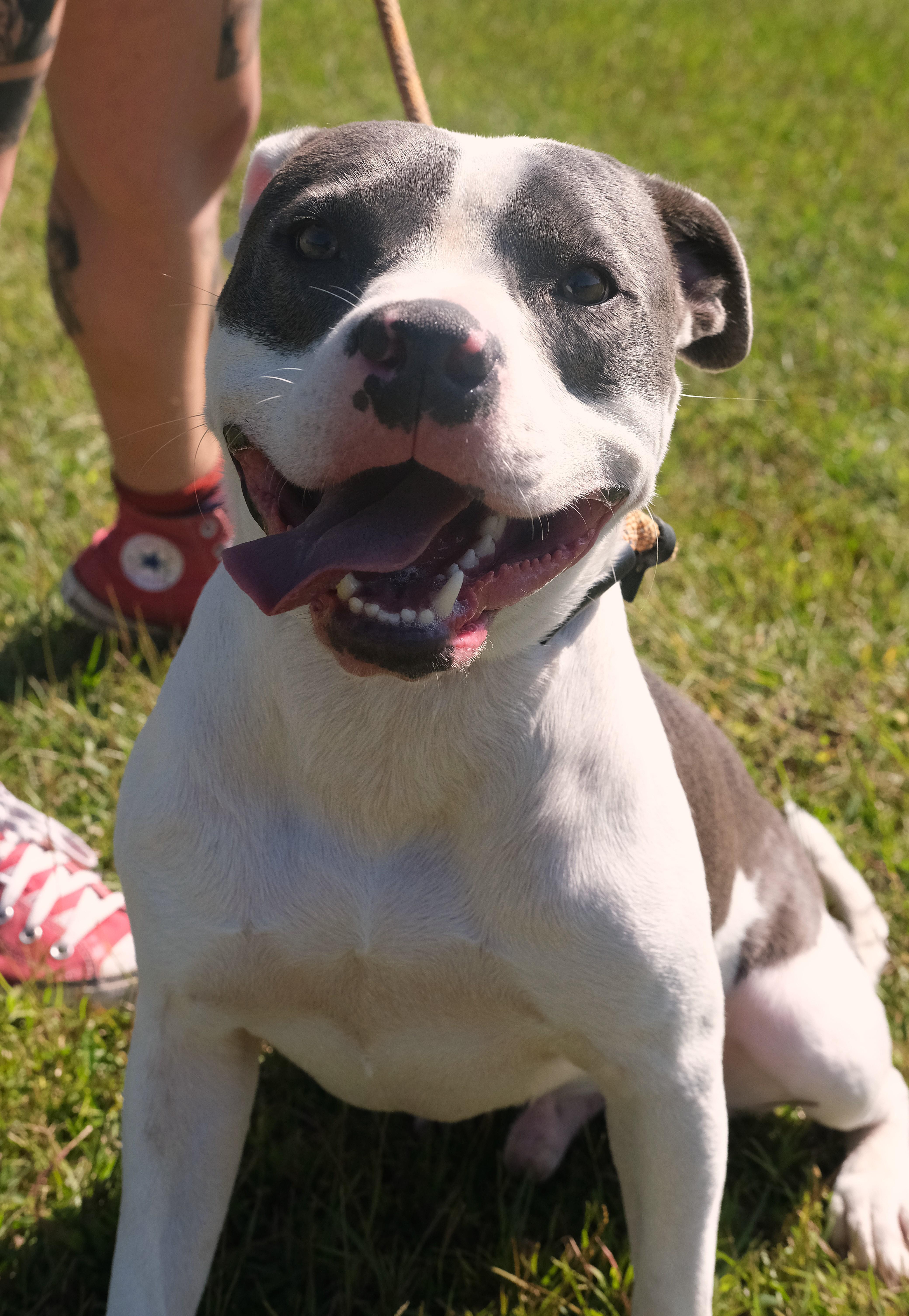 Enlarge Jones, a Adoptable mixed breed in Winnabow, NC image 4/5