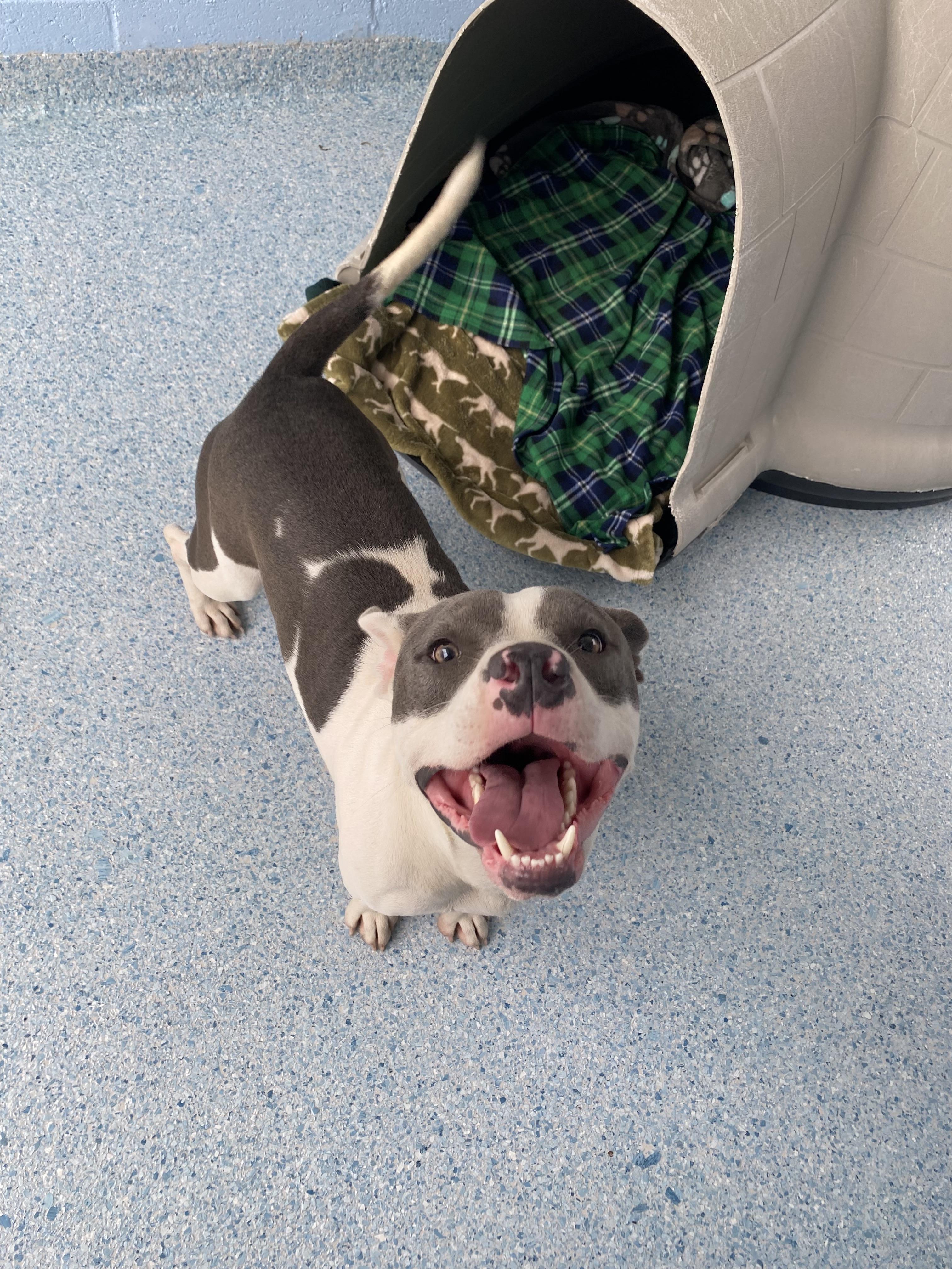 Enlarge Jones, a Adoptable mixed breed in Winnabow, NC image 5/5
