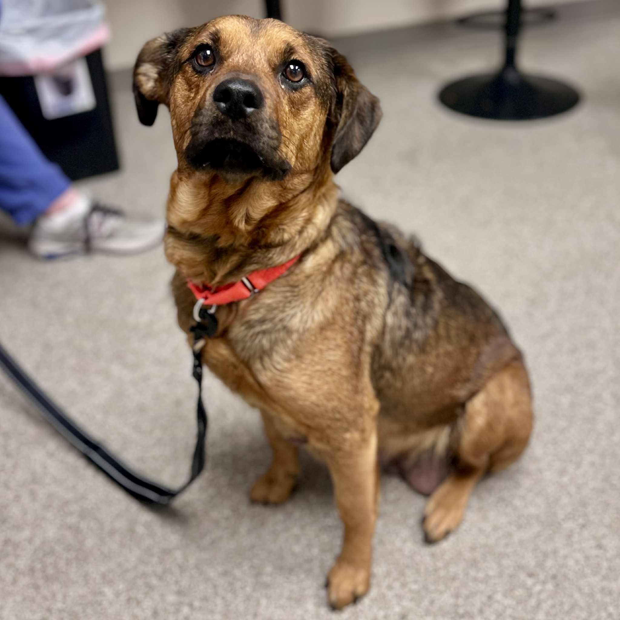 Rosie, Adoptable, Adult Female Shepherd.