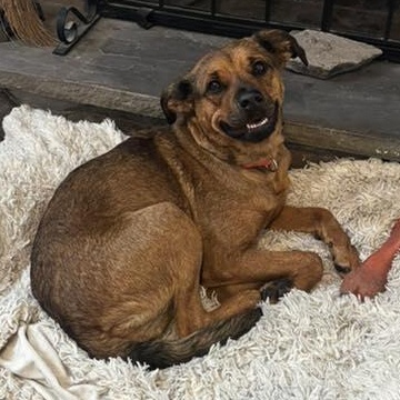 Rosie, Adoptable, Adult Female Shepherd.